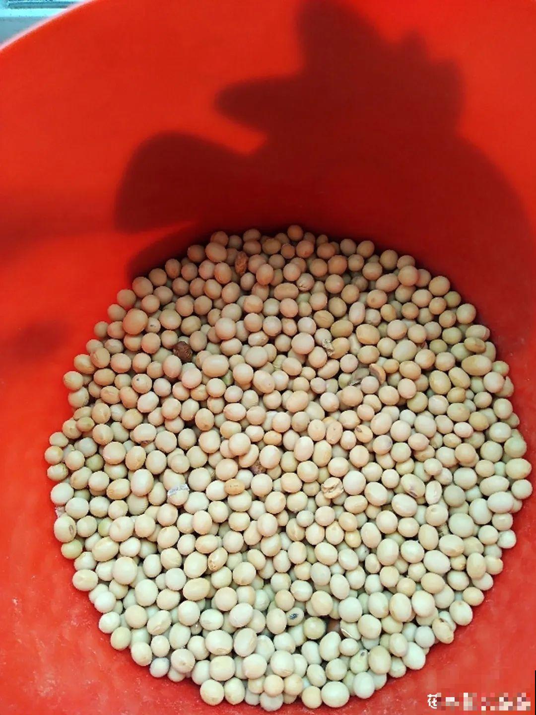 9月施肥季,这花赶紧贴秋膘,才能爆开花! 9月施肥季,这花赶紧贴秋膘,才能爆开花!