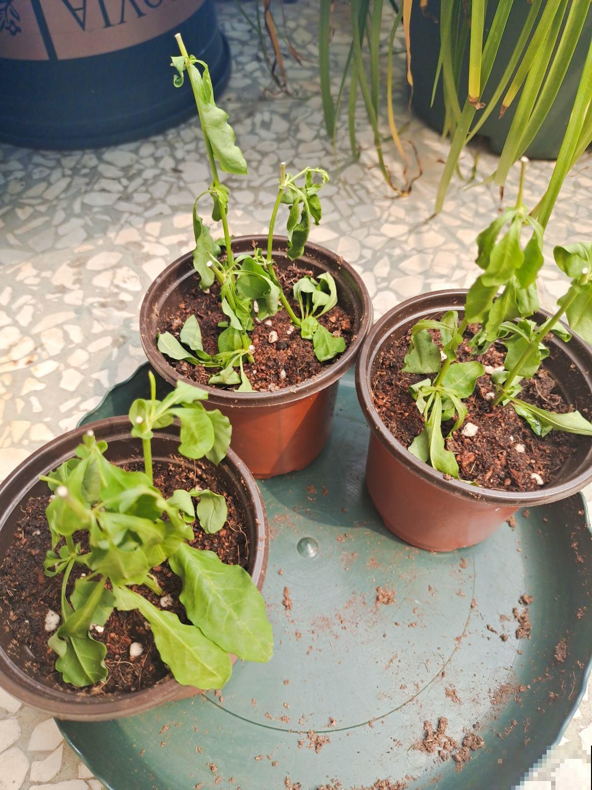 现在气温还不冷,有些情况不能施肥,你家花存在这些情况吗 现在气温还不冷,有些情况不能施肥,你家花存在这些情况吗