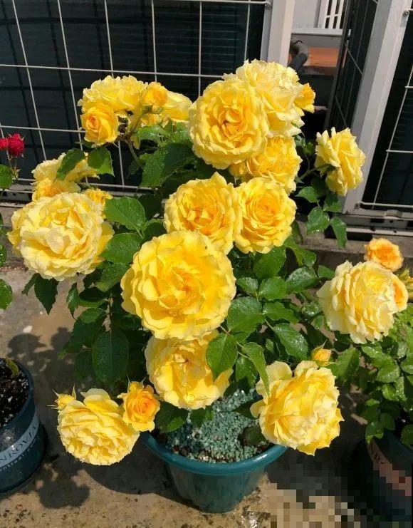 我在公司养300盆花，老板没批评，还帮忙拍照！