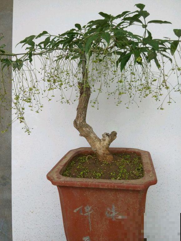 5种名字叫蝴蝶的花，全认识的没几个，最后一种长得太像了！