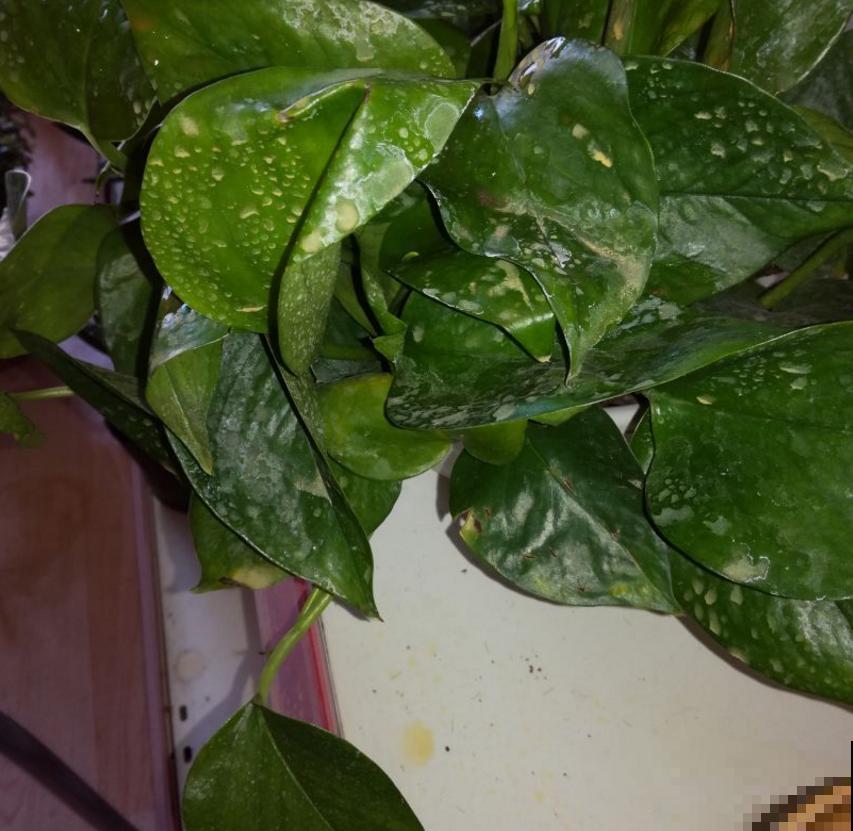 “双刃剑”硫酸亚铁，别乱用，用对方法很重要！