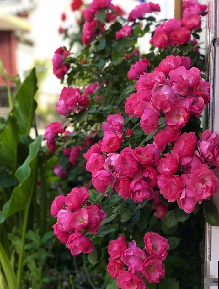 藤本月季,天使安吉拉,一年四季花开满墙! 藤本月季,天使安吉拉,一年四季花开满墙!