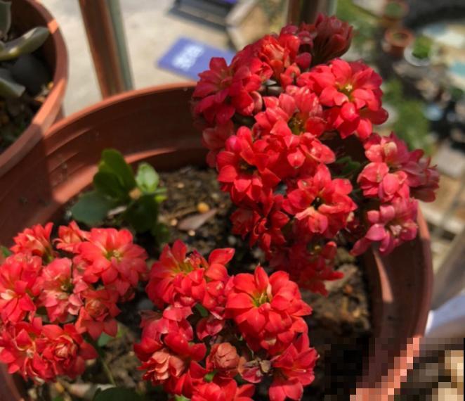 吐槽：那些不喜欢养花的人，总是这么说！