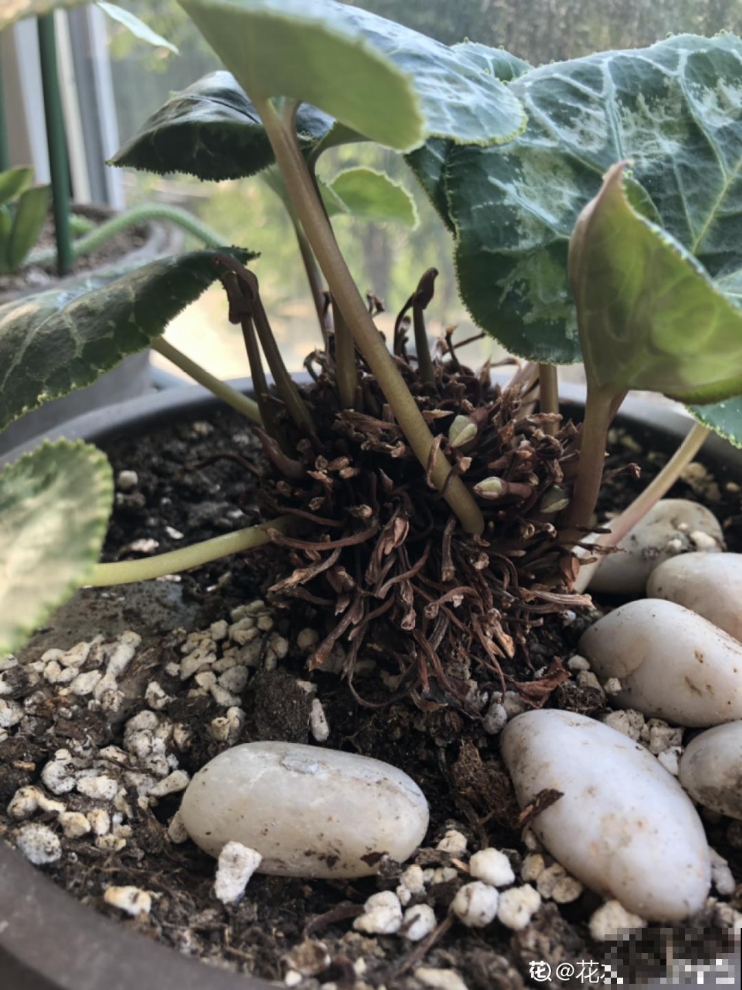 20种花秋天浇水避坑指南,现在就注意,来年长更好! 20种花秋天浇水避坑指南,现在就注意,来年长更好!