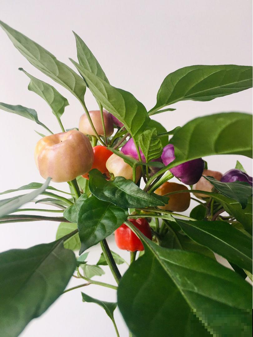 家里养盆果子树,结满“小灯笼”,好吃还养生 家里养盆果子树,结满“小灯笼”,好吃还养生