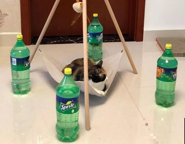 营养液还去花市买?别买了,教你2分钟制作,简单还省钱! 营养液还去花市买?别买了,教你2分钟制作,简单还省钱!