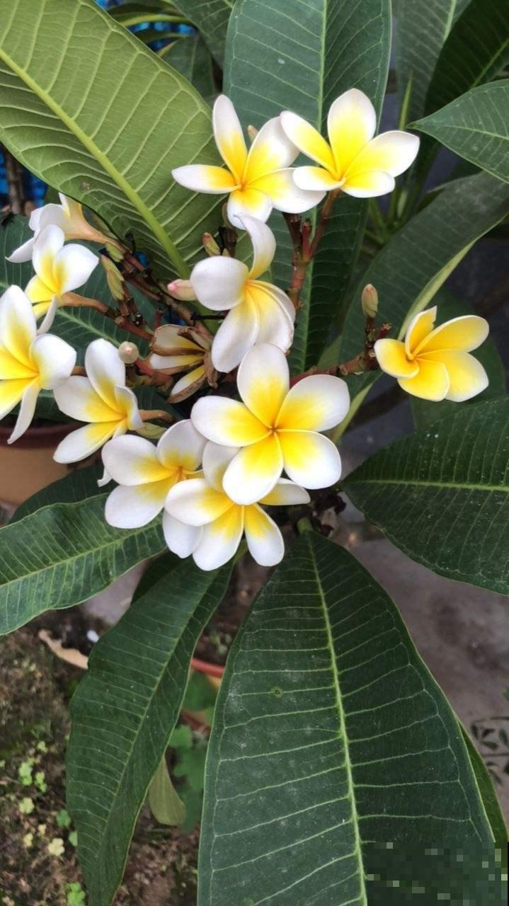 5种新颖的花，邻居没见过，养了你就被羡慕吧！