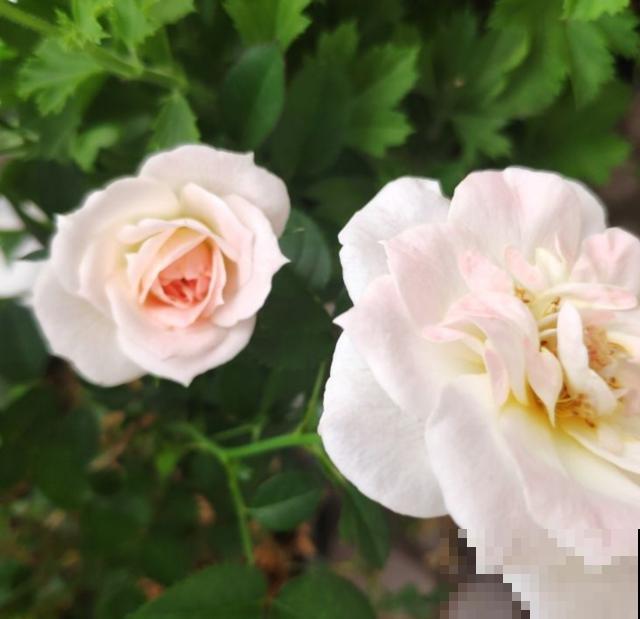 白桃妖精放卧室，美观又清新，还能助眠！