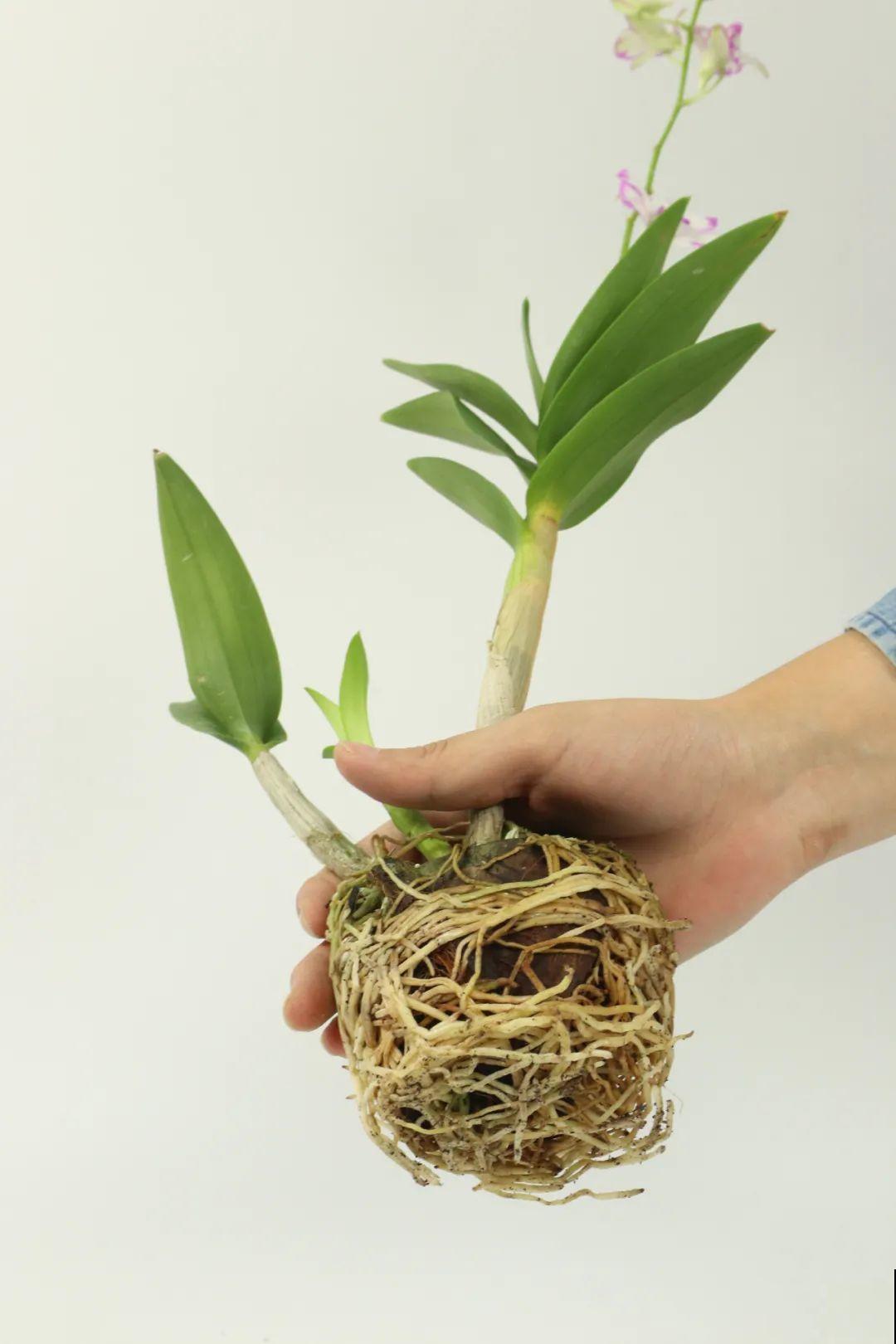 1种花名字美翻天，开花时间长，花量超大