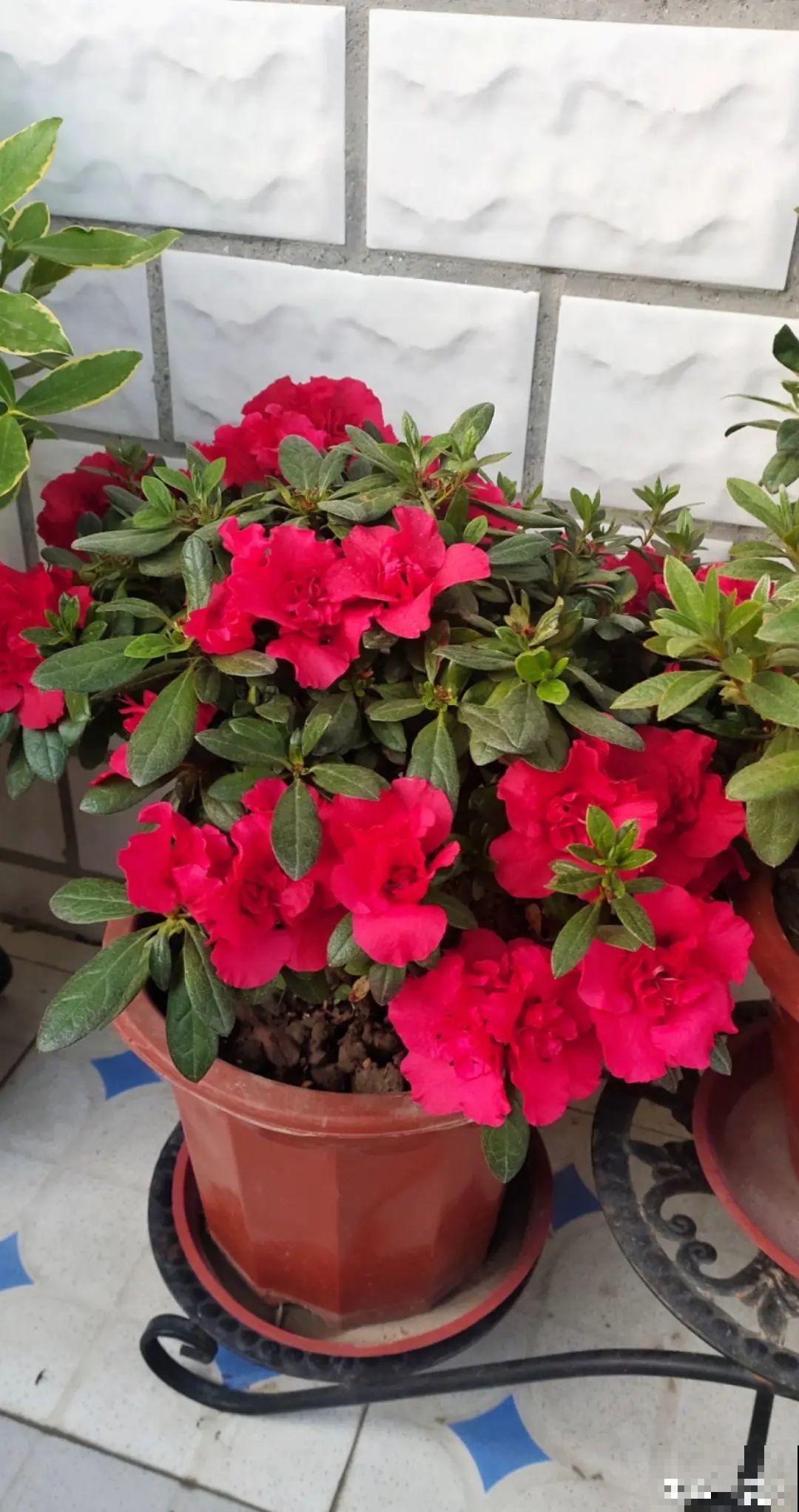 20种花秋天浇水避坑指南,现在就注意,来年长更好! 20种花秋天浇水避坑指南,现在就注意,来年长更好!