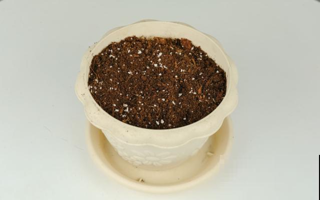 土壤消毒，试了才知道，这种方法才最靠谱