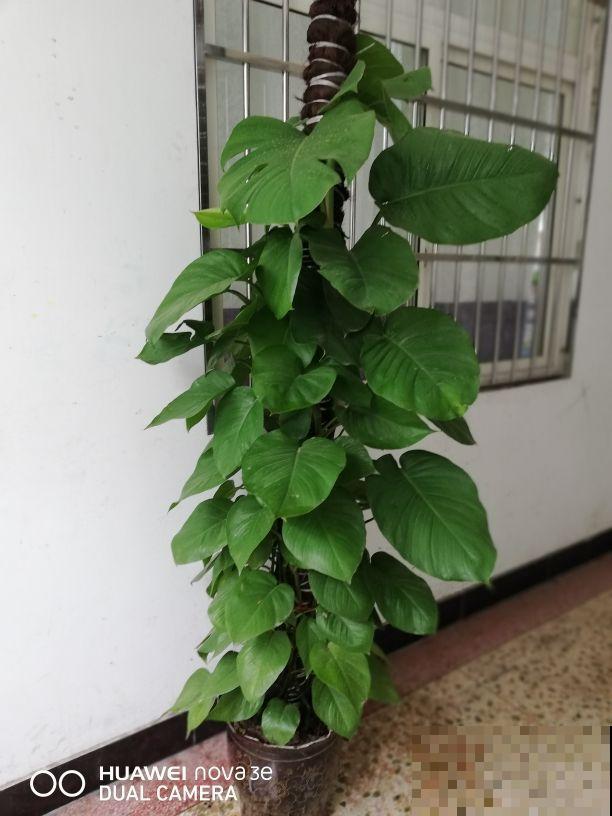 绿萝养久了,居然变成了龟背竹,还开背了? 绿萝养久了,居然变成了龟背竹,还开背了?