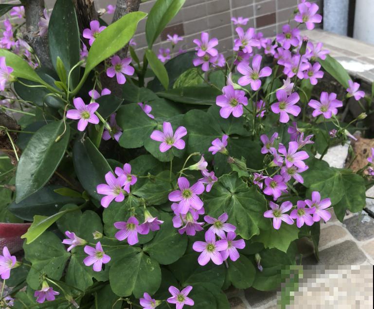 家花与野花的区别，一个娇贵、一个强悍，你更喜欢哪一种？