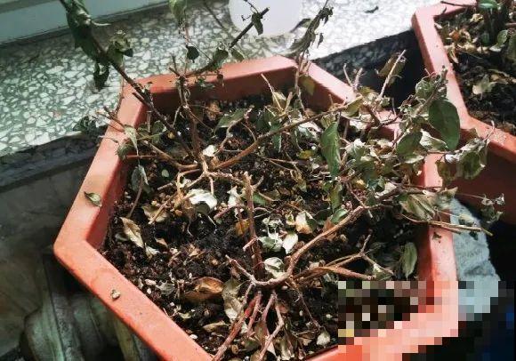 公认难养的花,养一盆死一盆,从来没有养活过! 公认难养的花,养一盆死一盆,从来没有养活过!