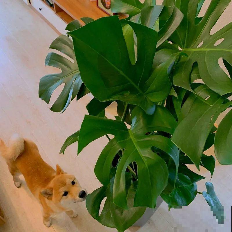 龟背竹是“吸废气”高手，家里放一盆，门窗紧闭也能空气清新！