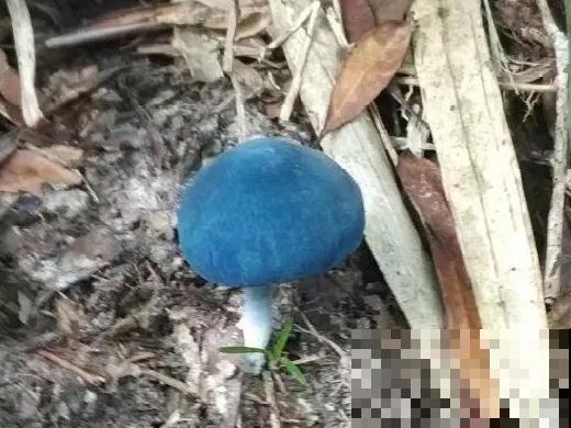 20种毒蘑菇，遇到千万别碰，贪吃必送医院！