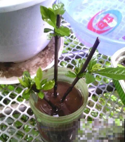 扦插有啥难？1根吸管，插活6盆花，太简单了！