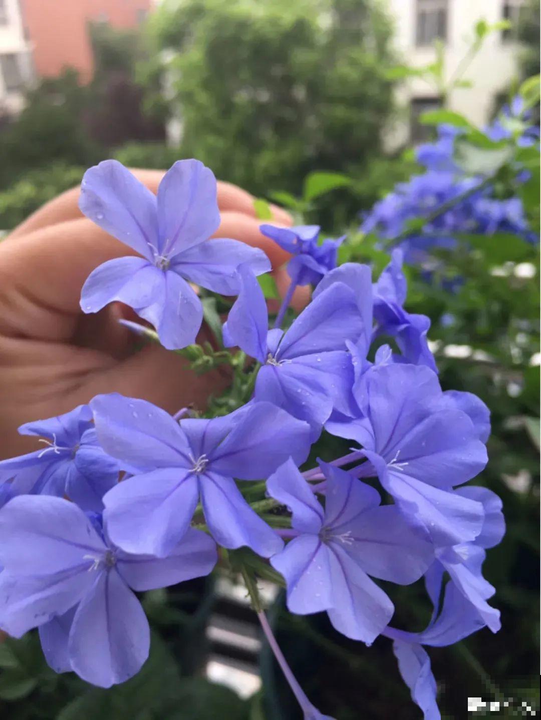 夏天的耐晒开花机器，越热开花越多，家里有一棵就够了！