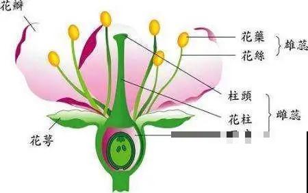 养花怎么才能人工授粉？一根小棉棒，就能解决问题！