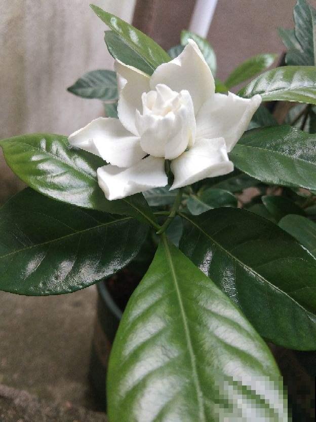 4种花，初秋千万别入手，养不活还浪费钱