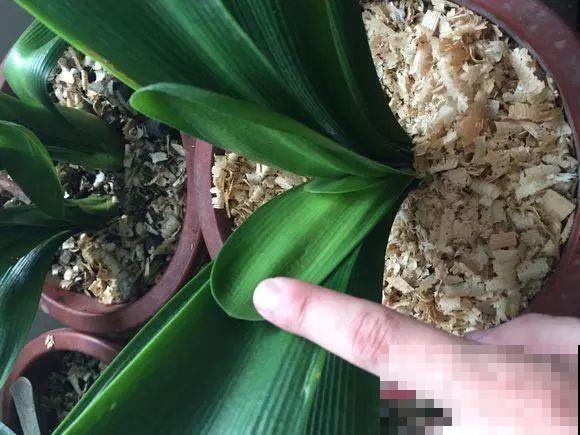 这花拔起来没有根,赶紧换盆,不然活不过俩月! 这花拔起来没有根,赶紧换盆,不然活不过俩月!