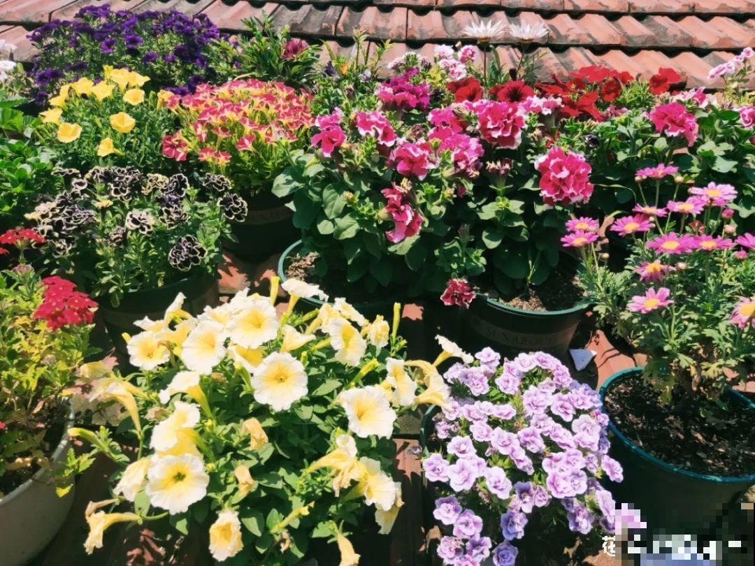 她在屋檐上养花，每天爬上爬下，乐在其中！