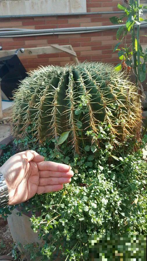 5种丑的难入眼的花，养客厅镇宅守家，越养越气派！