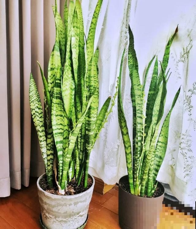 8种花换盆,换好了生一堆,换错立马死! 8种花换盆,换好了生一堆,换错立马死!