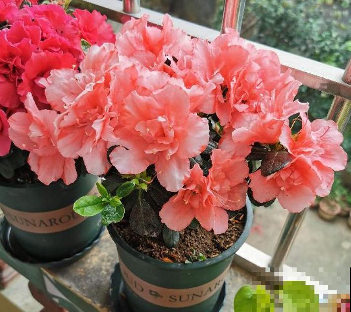 这些花都有一个共同的品种名,买花时,不要搞混了! 这些花都有一个共同的品种名,买花时,不要搞混了!