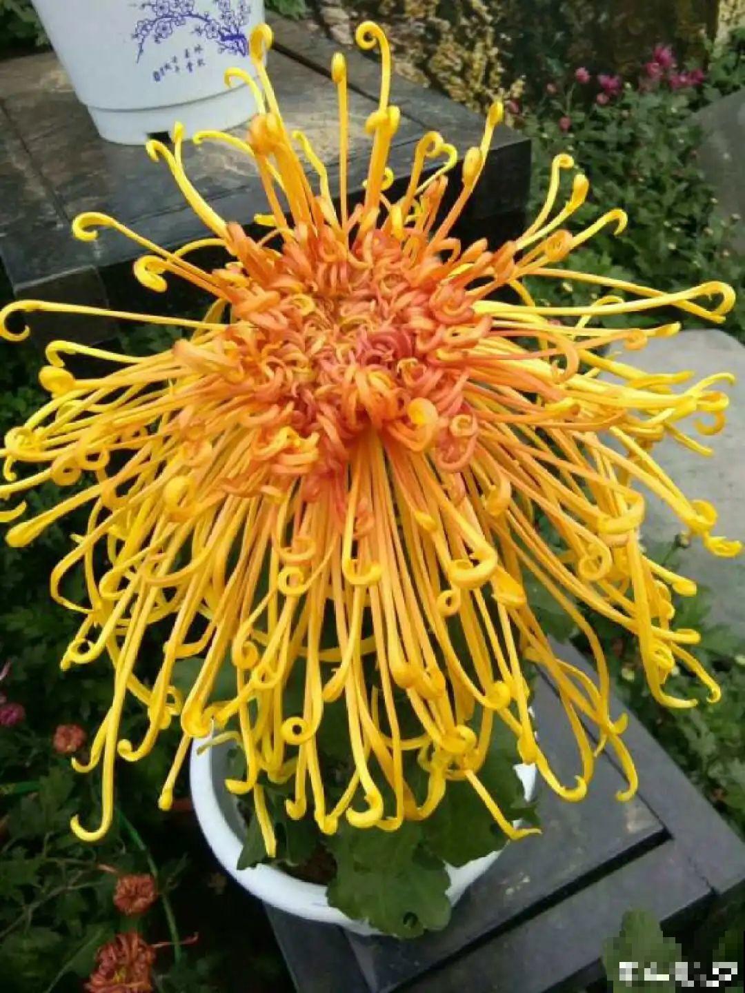 9月生日花，又美又香，寓意极好！