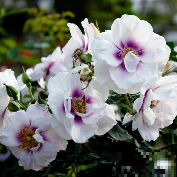 8款眼睛月季，花型独特，还有好闻的香味！