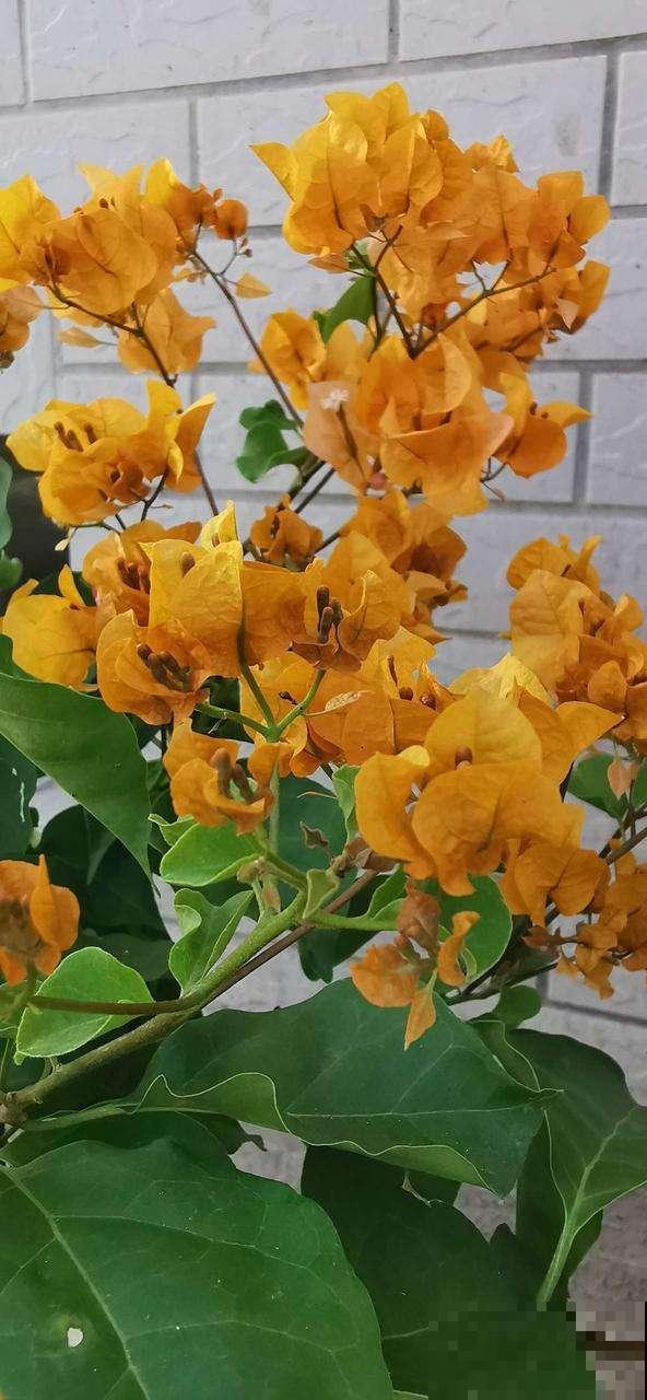 三角梅养在绿化带,呼呼蹿成大花树,养家里却不长个 三角梅养在绿化带,呼呼蹿成大花树,养家里却不长个