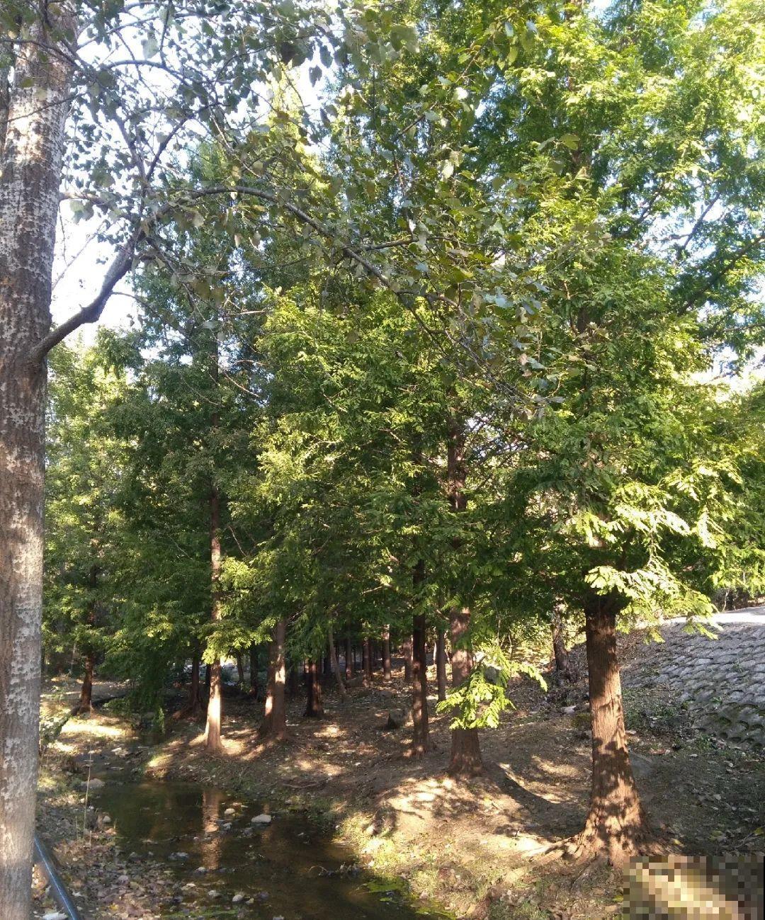 山上的雪莲,说摘就摘? 山上的雪莲,说摘就摘?