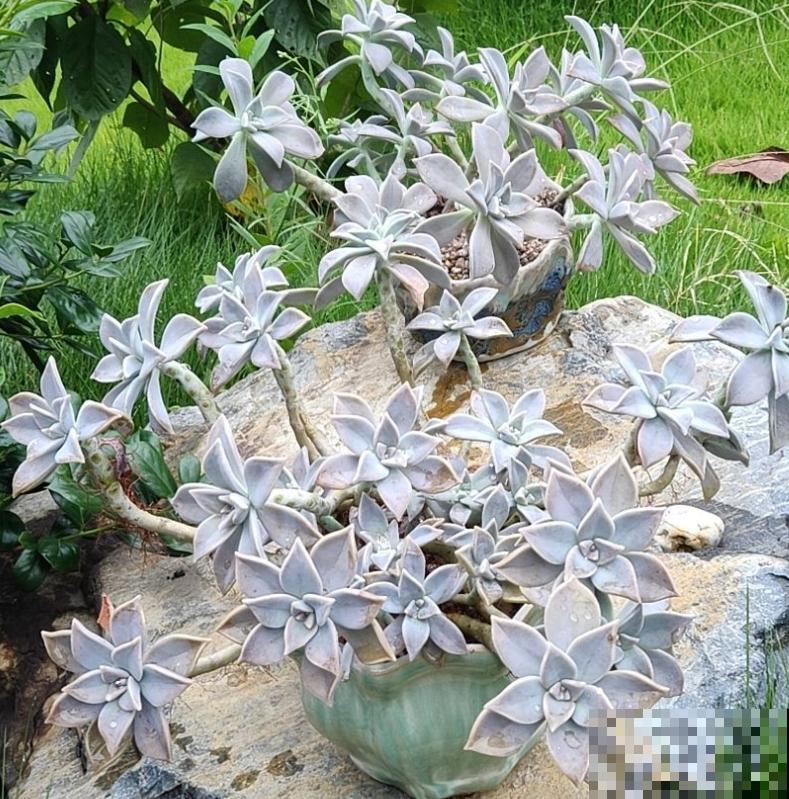 封闭小阳台，适合养这8种多肉，上色快、爆盆容易！