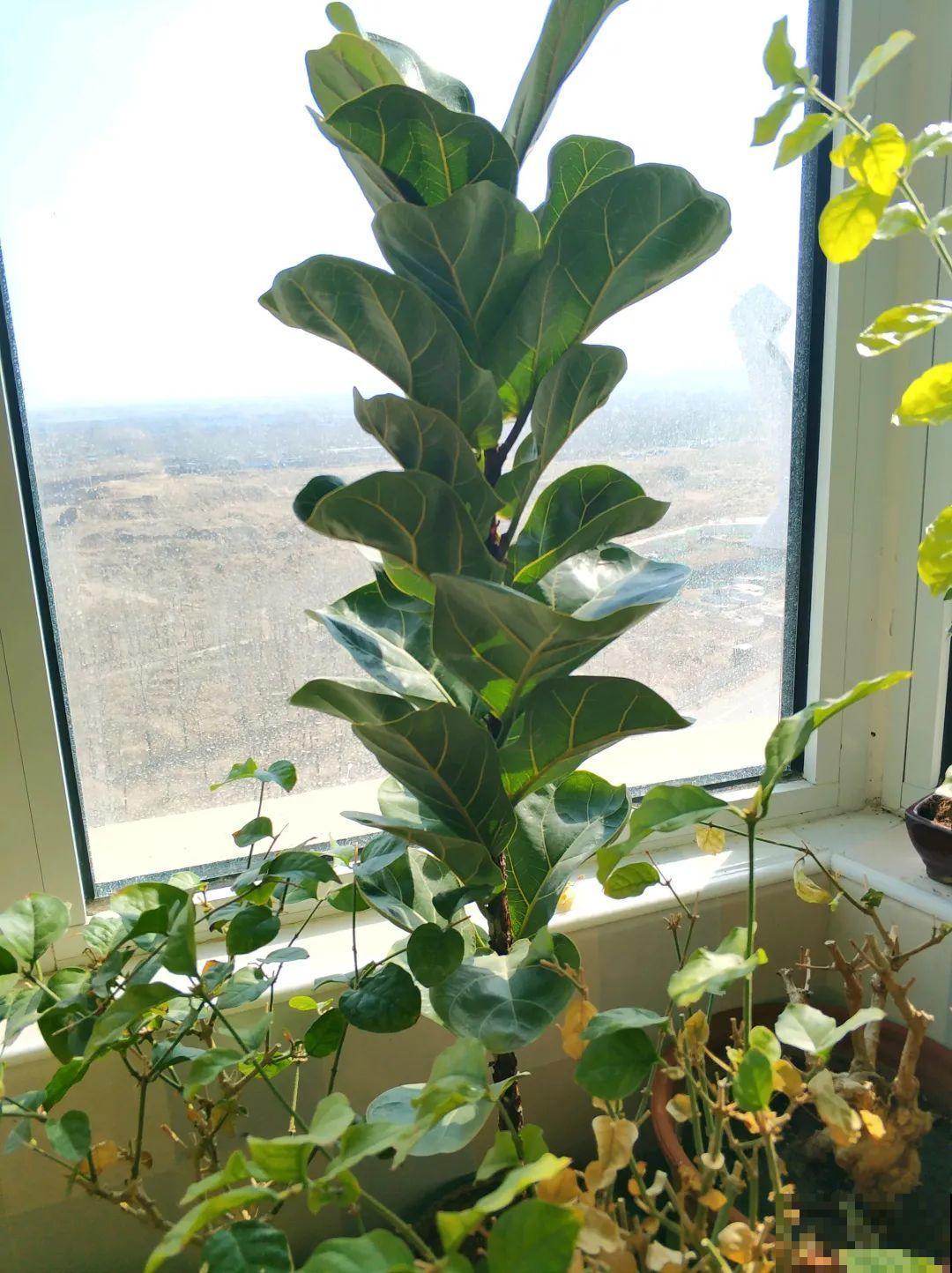 幸福树长太高，拦腰砍1刀，效果竟然这么好！