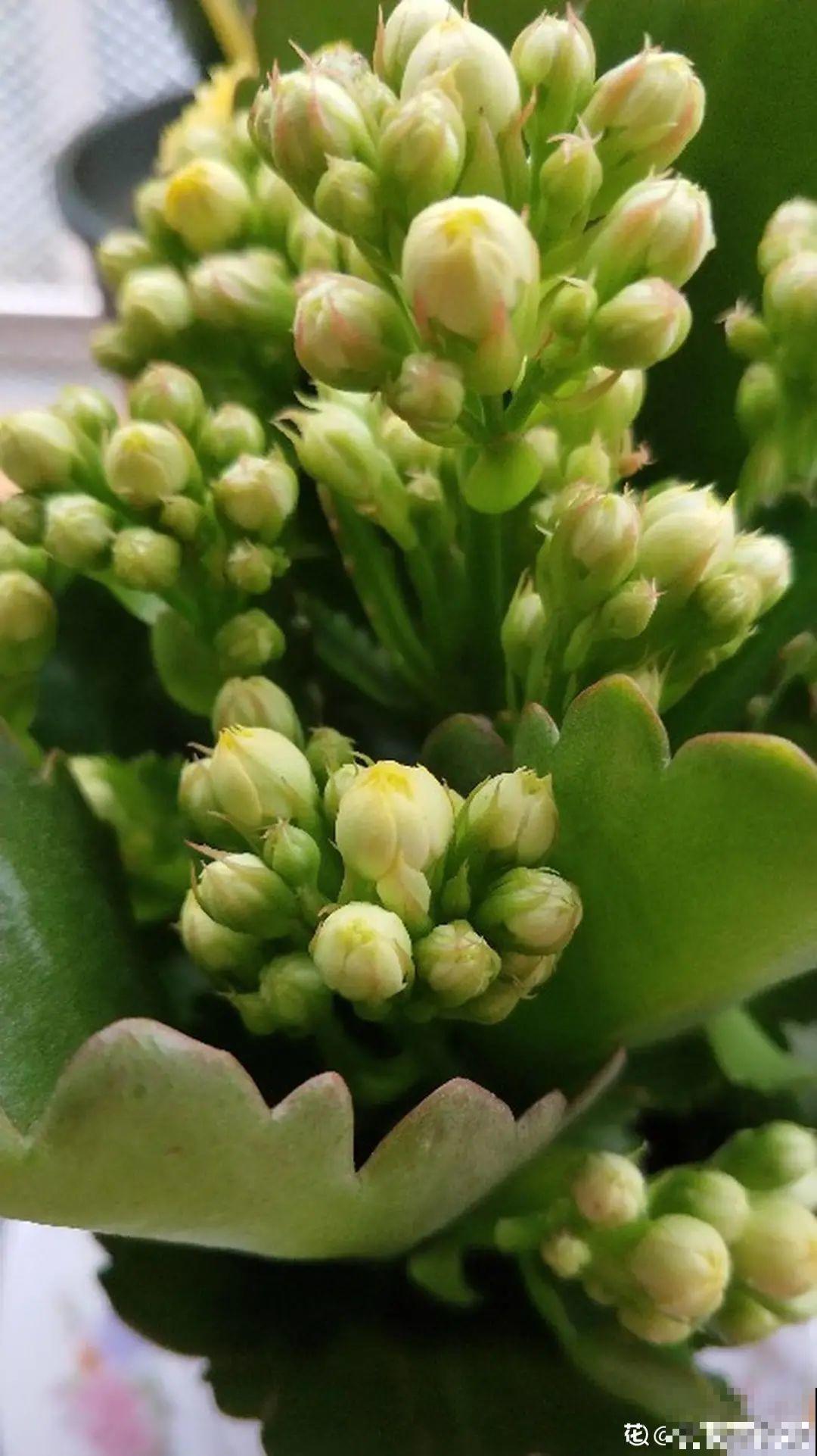 都说秋天不能剪，我却狠心剪秃头，对不对？