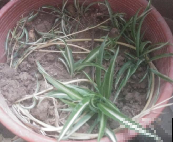 养花人,认识这4个字,就能解决黄叶和烂根问题! 养花人,认识这4个字,就能解决黄叶和烂根问题!