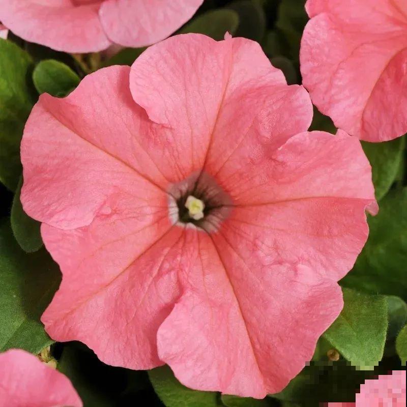 立秋后就养它，下个月爆盆，开花5、6次！