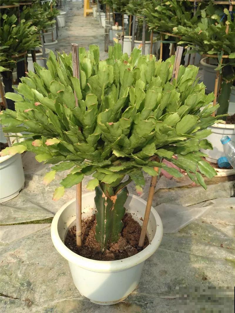 蟹爪兰就得现在嫁接,高温高湿,三两天就活了! 蟹爪兰就得现在嫁接,高温高湿,三两天就活了!