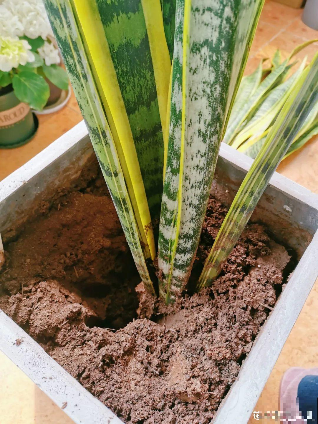 养花最重要的就是选花盆，花盆选错了，花都长不好