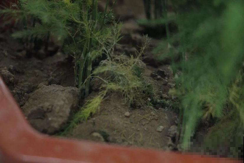 土硬得像个铁块，浇点有机肥水，透软透气