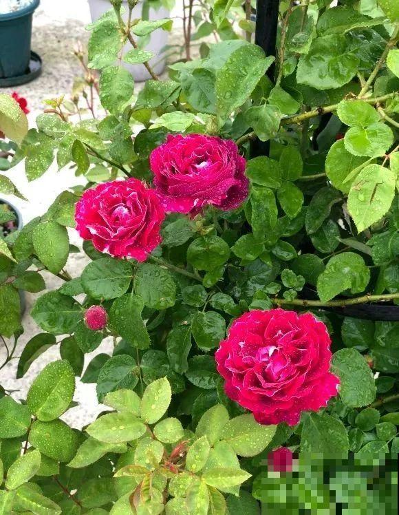 我在公司养300盆花，老板没批评，还帮忙拍照！