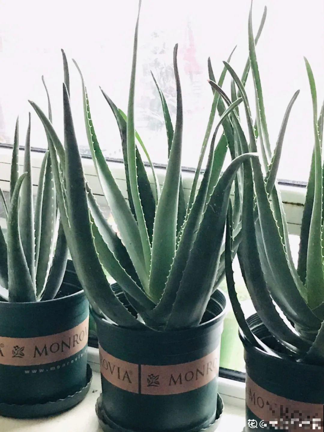 龟背竹是“吸废气”高手，家里放一盆，门窗紧闭也能空气清新！