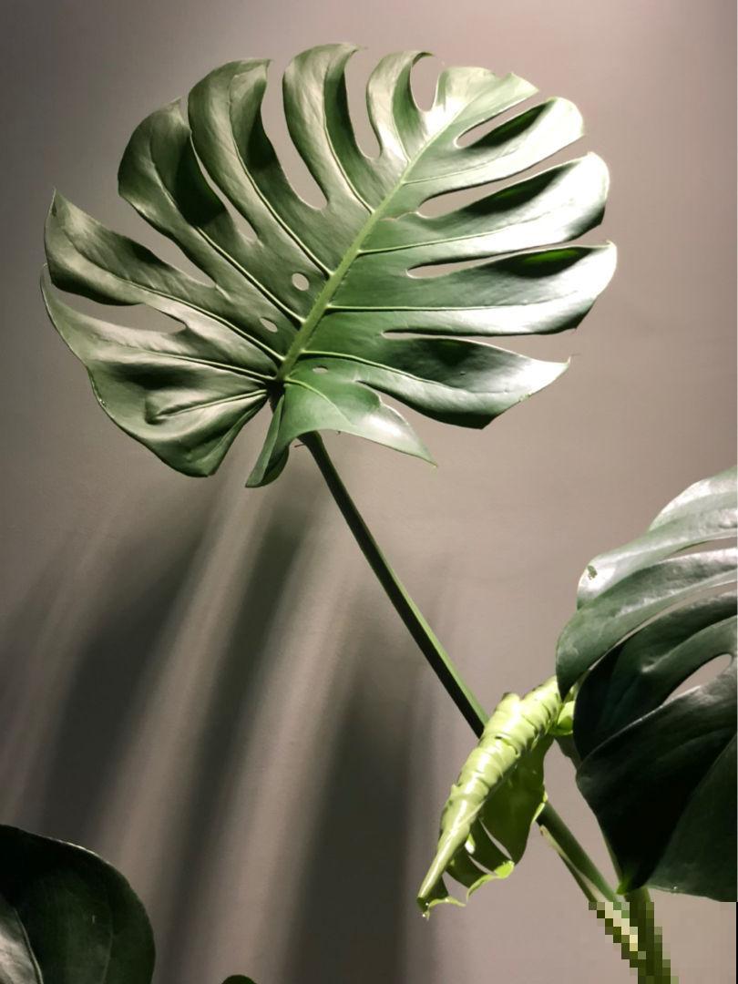 适合闷热初秋的6种花，养一盆绿油油，看着心情也好