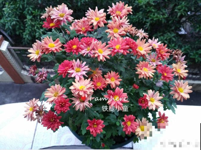 入秋后更适合养草花,一盆能开上百朵,便宜又好养! 入秋后更适合养草花,一盆能开上百朵,便宜又好养!