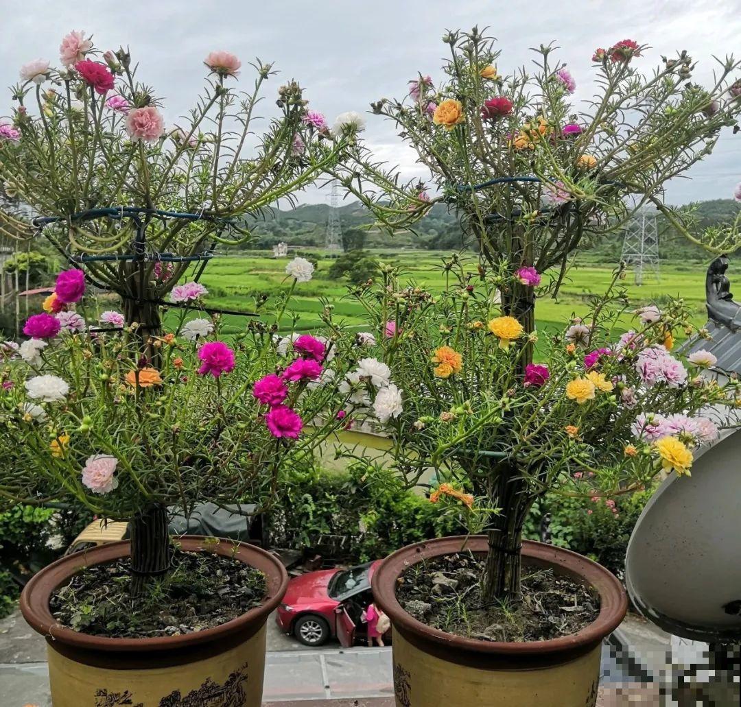 8根筷子绑一起,2个月变老桩,让你爱不释手! 8根筷子绑一起,2个月变老桩,让你爱不释手!