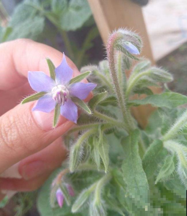 代表勇气的琉璃苣,梦幻不失好看,还特好养活! 代表勇气的琉璃苣,梦幻不失好看,还特好养活!