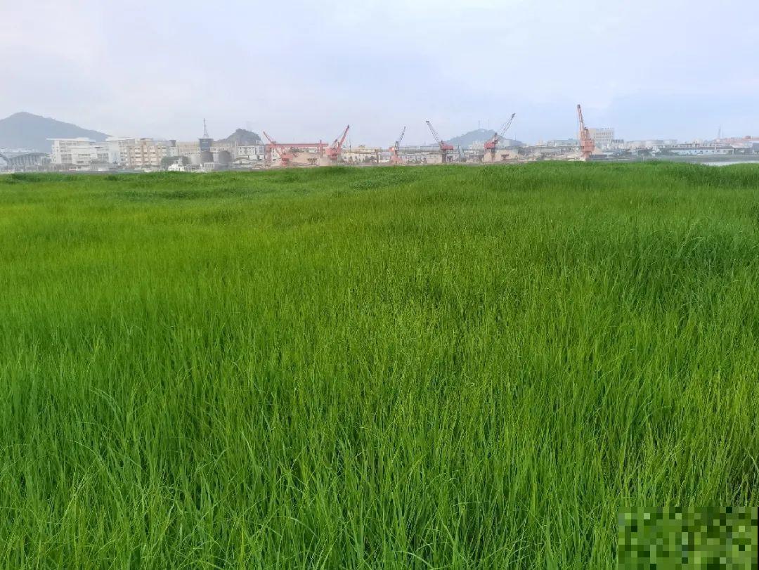 38种入侵植物,全村出来挖,挖完又长一大片 38种入侵植物,全村出来挖,挖完又长一大片