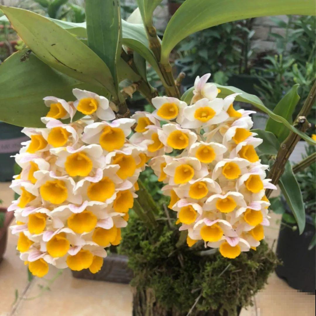 看图猜花名，100道题，测你的养花天分！