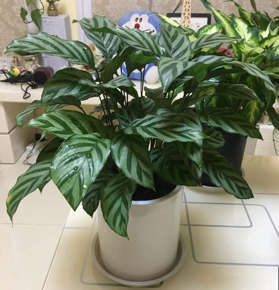 龟背竹是“吸废气”高手，家里放一盆，门窗紧闭也能空气清新！